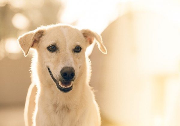 הכירו את רשת יונימל: מוצרים איכותיים לכלבים